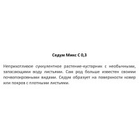 Очиток Почвопокровный h15 см