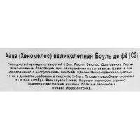 Айва великолепная Боуль де Фё ø17 h30 см