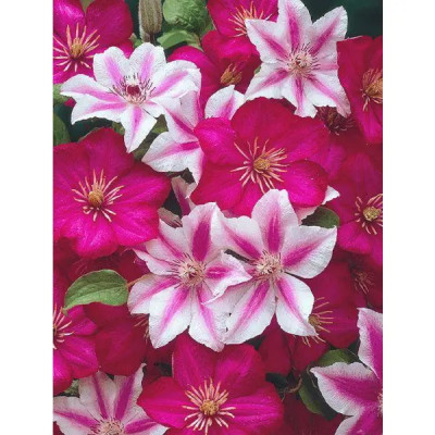 Клематис микс розовый h15