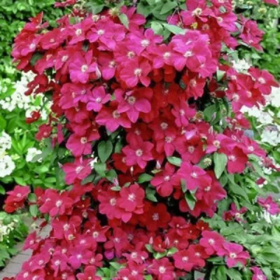 Клематис микс красный h15