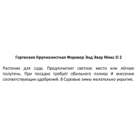 Гортензия крупнолистная Форевер энд Эвер h15