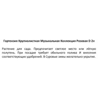Гортензия крупнолистная Музыкальная розовая h15