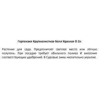 Гортензия крупнолистная Болл красная h15