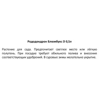 Рододендрон Блюмбукс h10