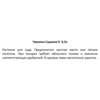 Черника садовая h10 см