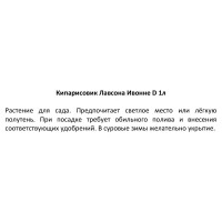 Кипарисовик Лавсона Ивонне h15 см