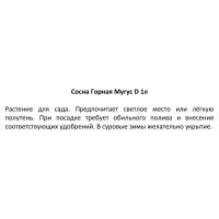 Сосна горная Мугус h15 см