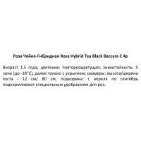 Роза чайно-гибридная Блэк Баккара ø19 h55 см