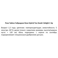 Роза чайно-гибридная Дабл Дилайт ø19 h55 см