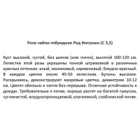 Роза чайно-гибридная Ред Интуишн ø18.5 h30 см