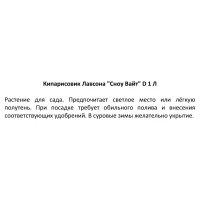 Кипарисовик Лавсона Сноу Вайт h15 см